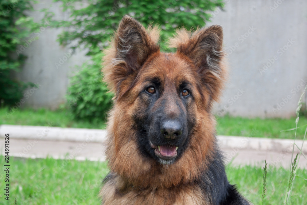 Longhair sheepdog is looking at the camera. Pet animals. Longhair sheepdog is looking at the camera. Pet animals.