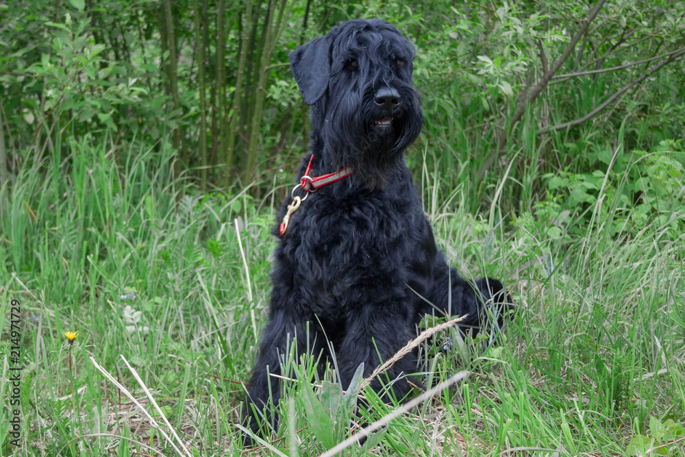 Black russian terrier is looking at the camera. Pet animals.