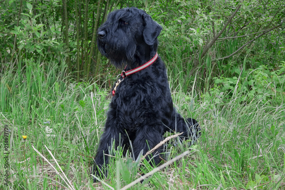 Black russian terrier is sitting on the green meadow. Pet animals.