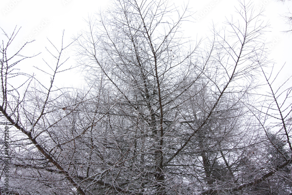 Frosty larch trees at winter in Finland on sky background. Frosty larch trees at winter in Finland on sky background.