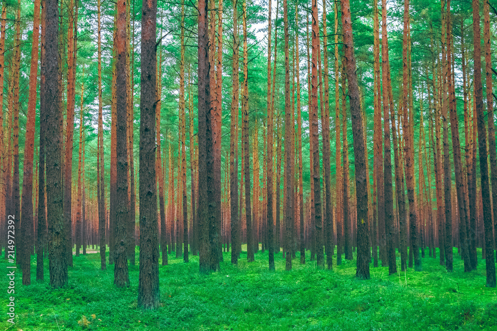 Naklejka premium Pine forest green landscape