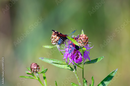 sergiev_posad.  Nature_of_moscow_region_summer_2018.Bugs on the flowers. photo