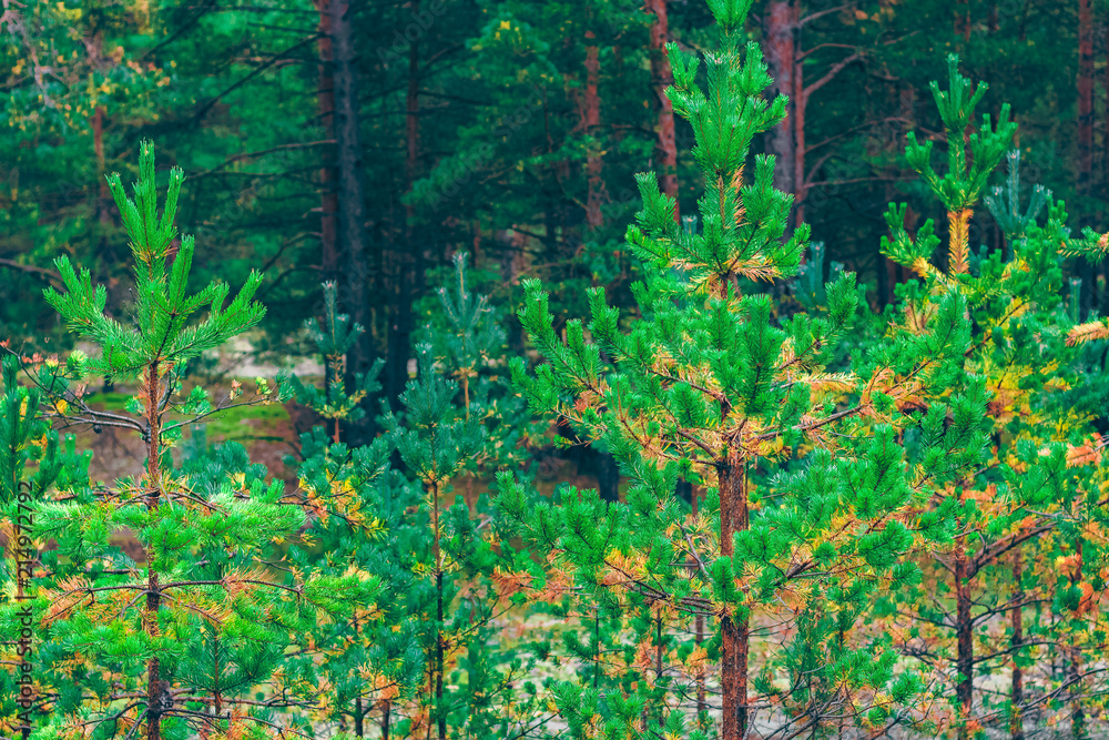 Obraz premium Pine forest green landscape