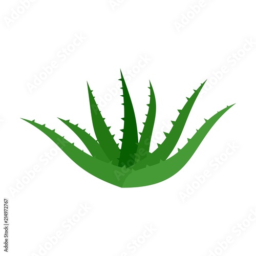 Aloe vera icon. Flat illustration of aloe vera vector icon for web isolated on white photo