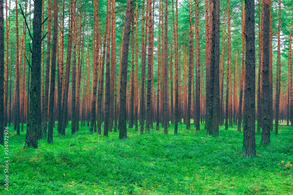 Fototapeta premium Pine forest green landscape