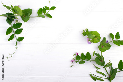 Branches of green pea with purple flower and pods on white background. Copy space