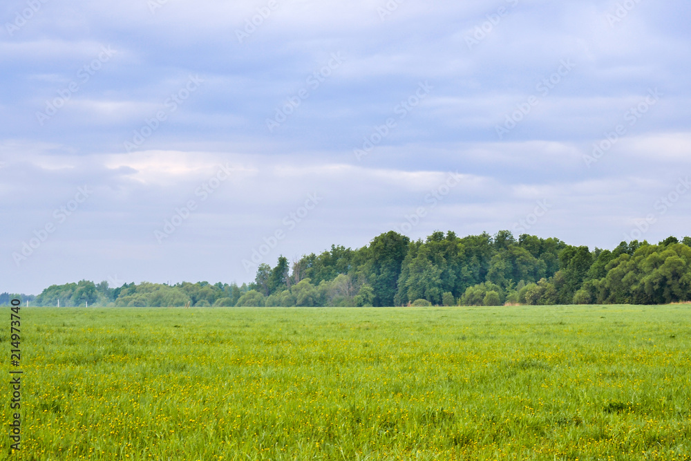 Obraz premium Grass field in the early morning. The sky is covered with clouds