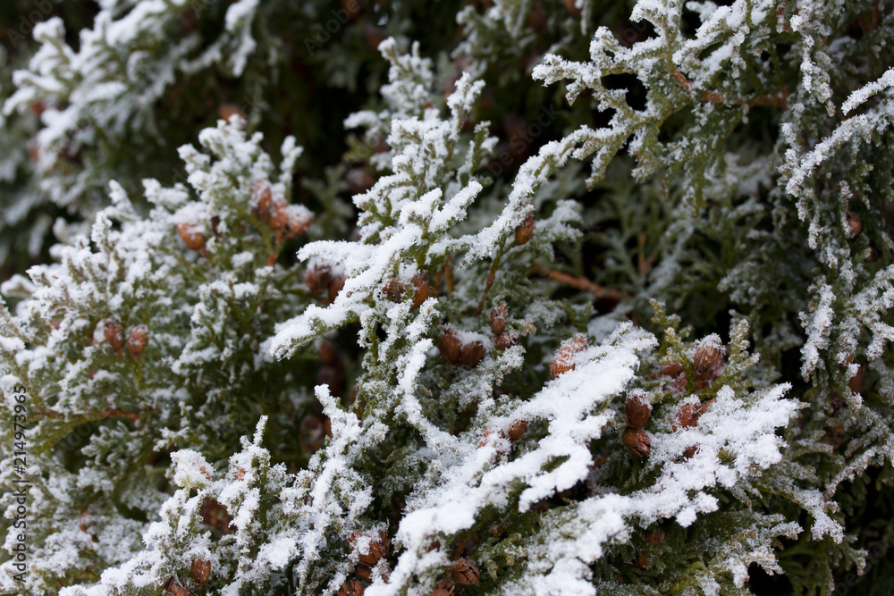 Frosty thuja branches covered with snow at finnish winter. Frosty thuja branches covered with snow at finnish winter.