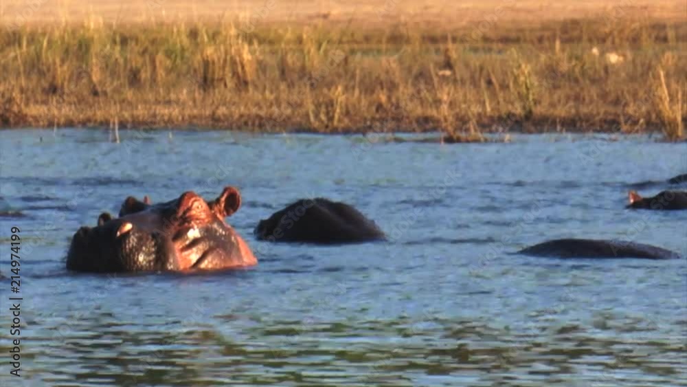 Hippos in the water. Riverfront, Chobe National Park, Botswana. Hippos in the water. Riverfront, Chobe National Park, Botswana.