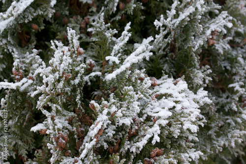 Frosty thuja branches covered with snow at finnish winter.