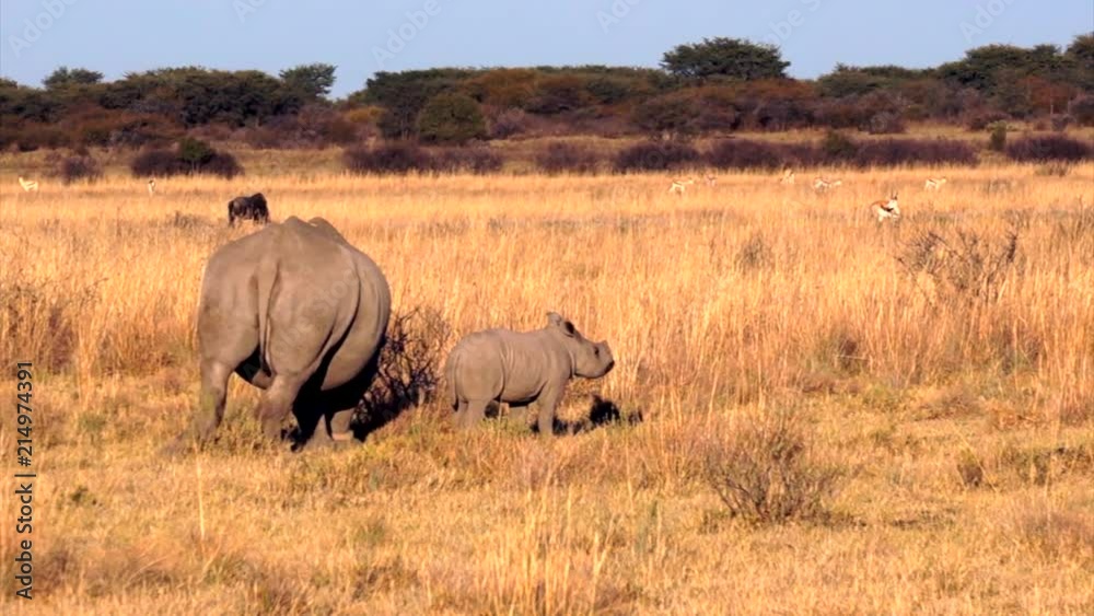 Rhino with a little one. Khama Rhino Sanctuary, Serowe, Botswana. Rhino with a little one. Khama Rhino Sanctuary, Serowe, Botswana.