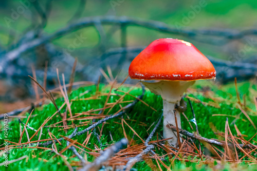Amanita Muscaria poisonous mushroom