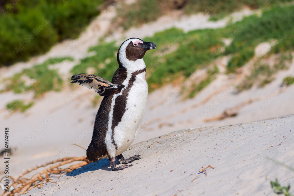 Naklejka premium African penguin (Spheniscus demersus)