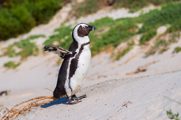 Fototapete Pinguin Eleganter Brillenpinguin im Profil  © Sergey Ryzhkov