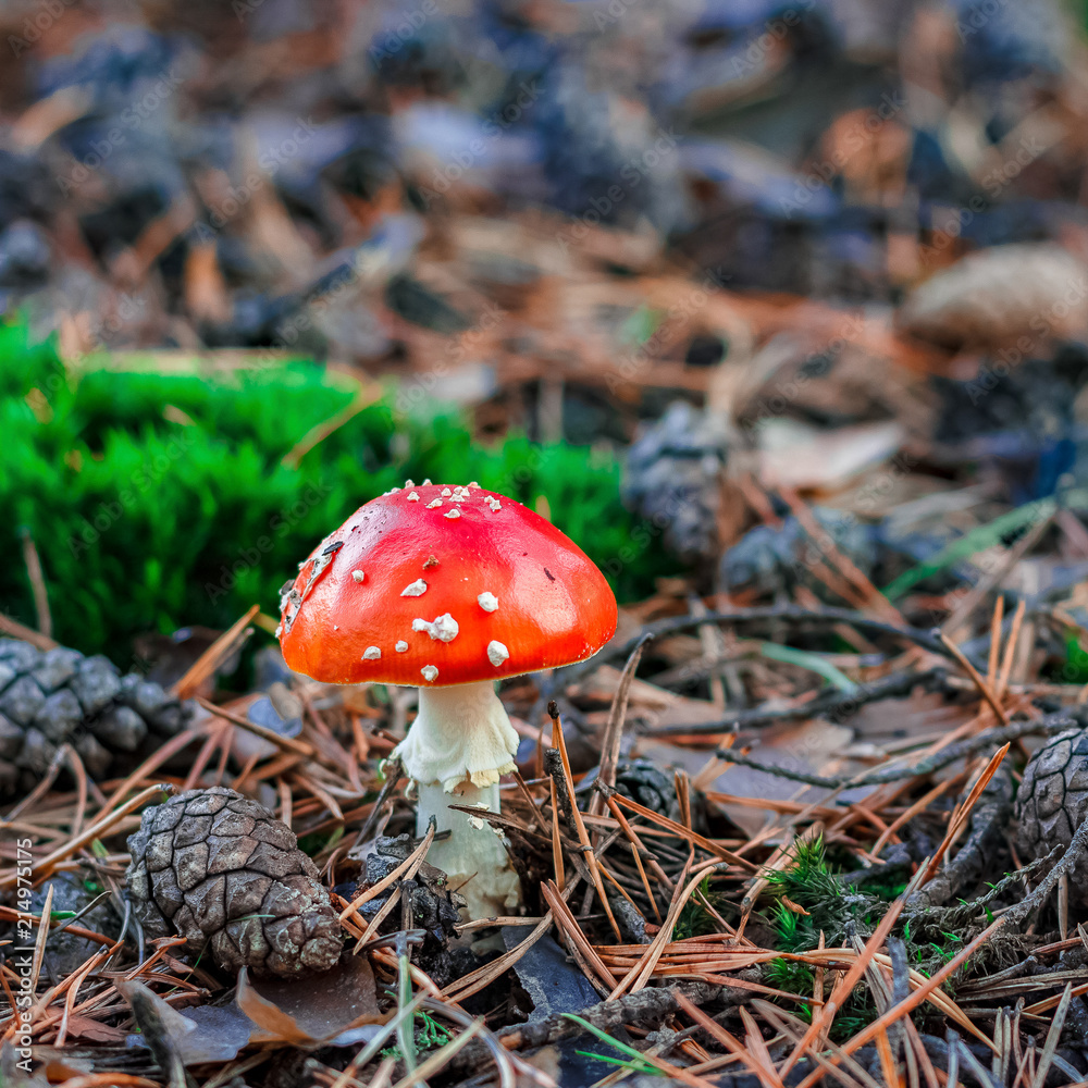 Red poisonous Amanita mushroom Red poisonous Amanita mushroom