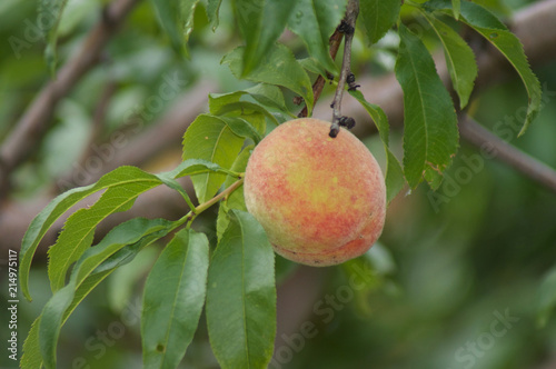 Peaches In A Tree