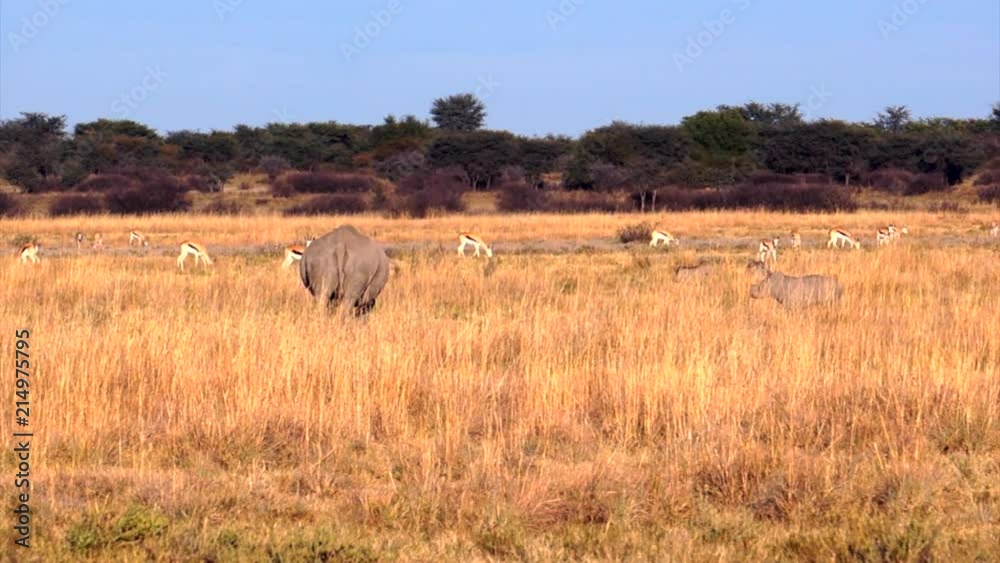 Rhino with a little one and Springbok. Khama Rhino Sanctuary, Serowe, Botswana. Rhino with a little one and Springbok. Khama Rhino Sanctuary, Serowe, Botswana.