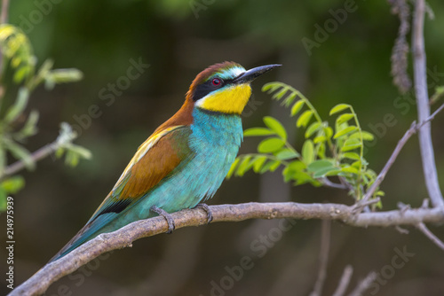 European bee-eater © Adi