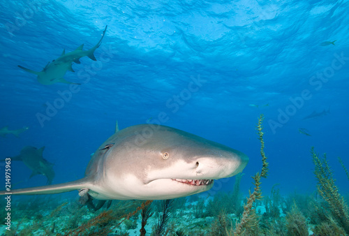 Lemon shark at Tiger beach  Bahamas 