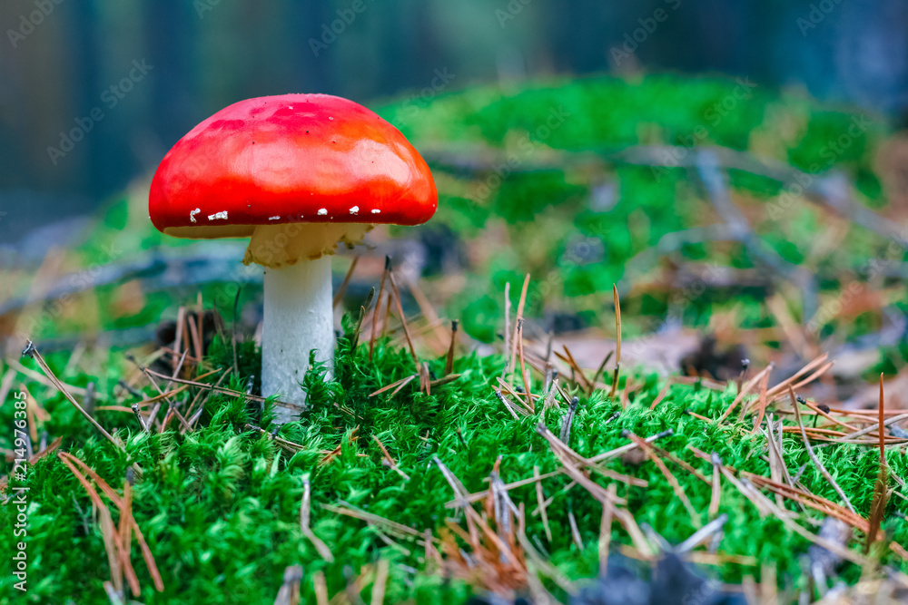 Amanita Muscaria poisonous mushroom Amanita Muscaria poisonous mushroom