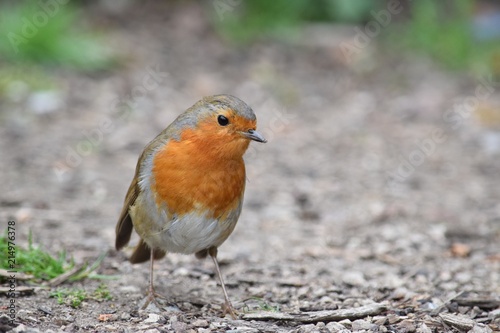 Robin redbreast