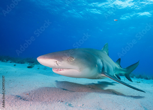 Lemon shark at Tiger beach  Bahamas 