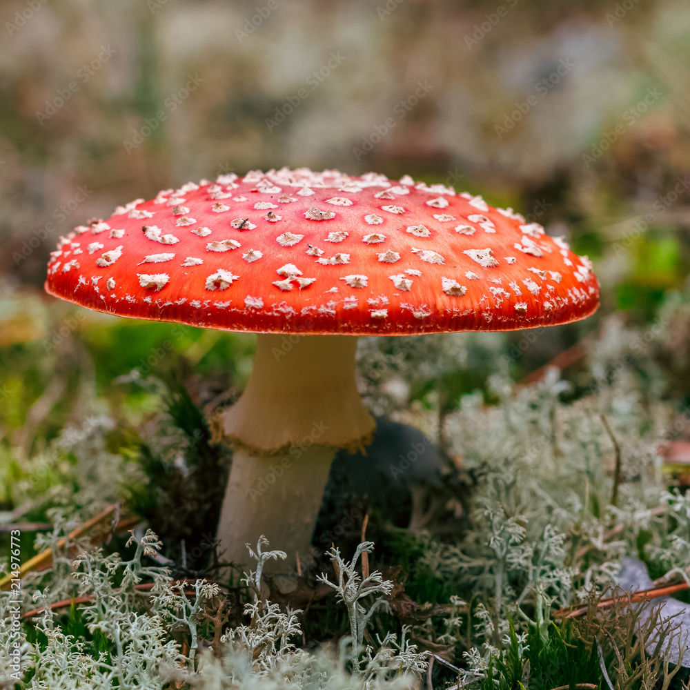 Amanita Muscaria poisonous mushroom Amanita Muscaria poisonous mushroom