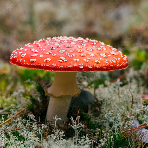 Amanita Muscaria poisonous mushroom