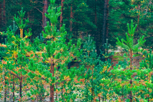 Pine forest green landscape © InfinitumProdux