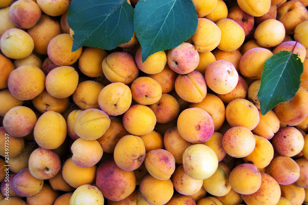 ripe apricots on a tree branch ripe apricots on a tree branch