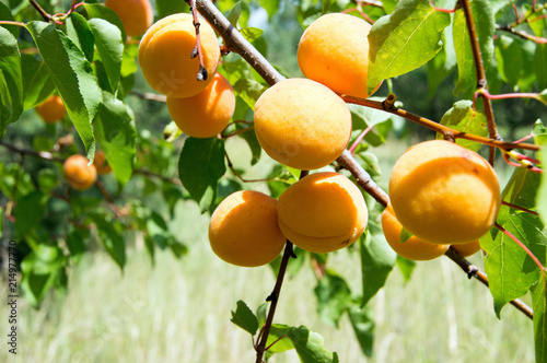 ripe apricots on a tree branch