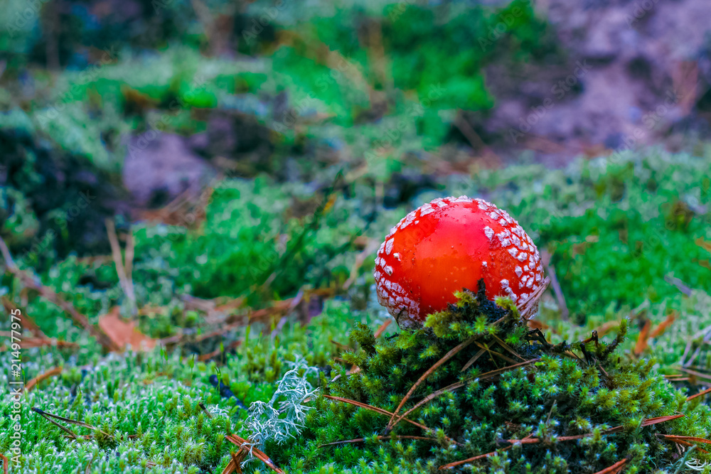 Amanita Muscaria poisonous mushroom Amanita Muscaria poisonous mushroom