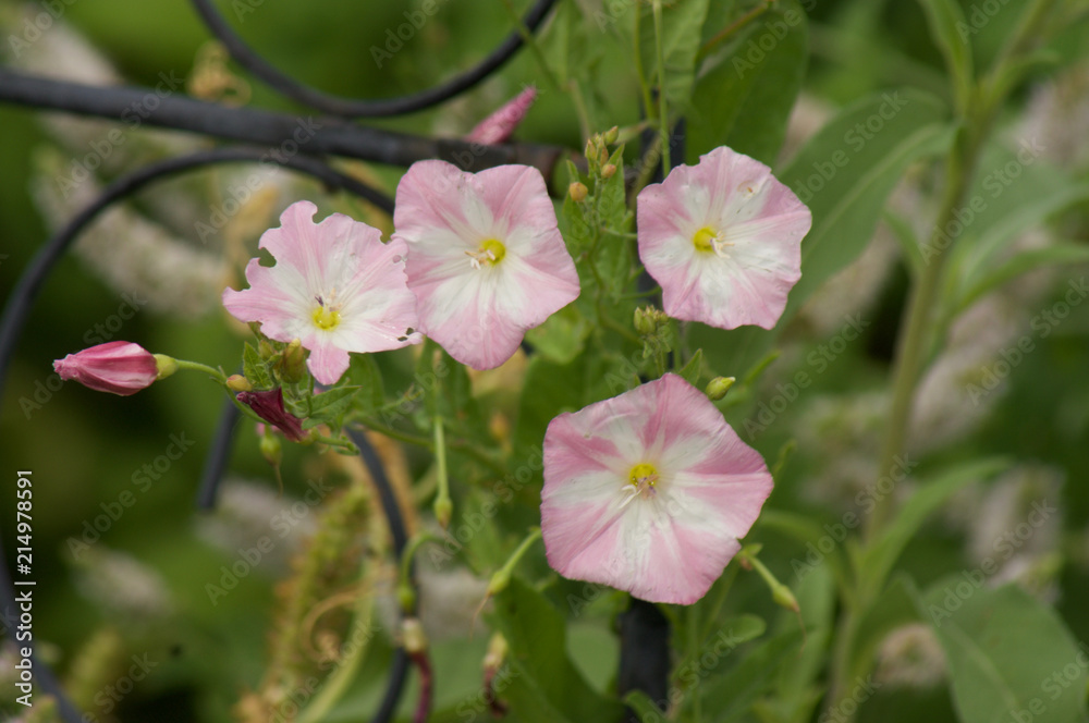 Pink and Whiter Flowers
