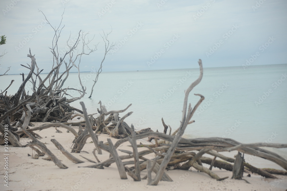 Branches on the beach of Cayo Jutias in the Pinar del Rio region in Cuba.