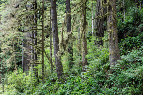 Fototapeta Naklejka Na Ścianę i Meble -  Ferns and Redwood Trees in Redwood National Park, Northern California