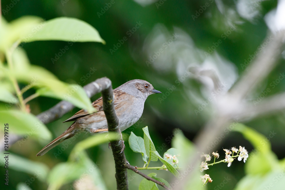 Fototapeta premium Dunnock (Prunella modularis)