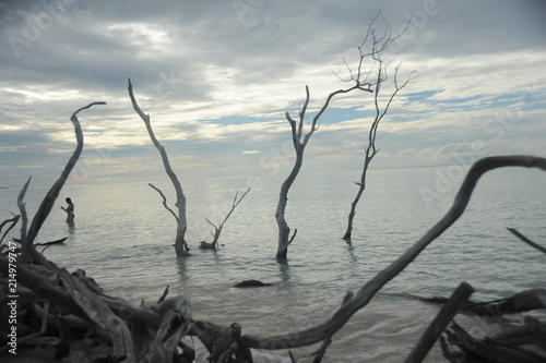 Branches on the beach of Cayo Jutias in the Pinar del Rio region in Cuba.