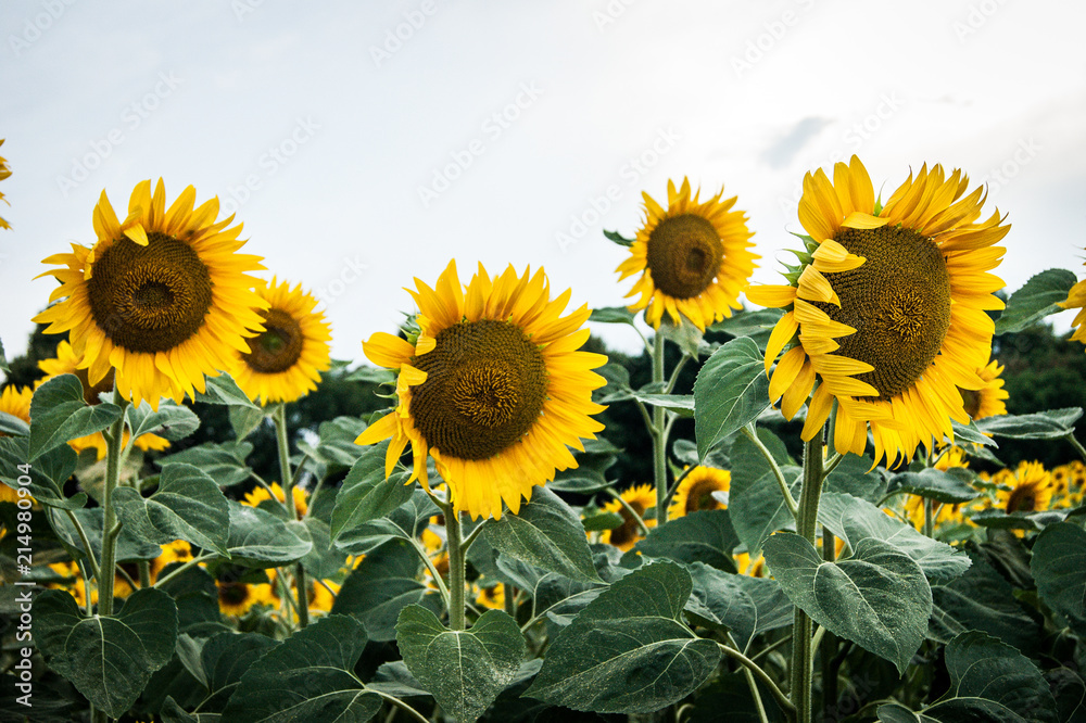 Obraz premium Sunflower