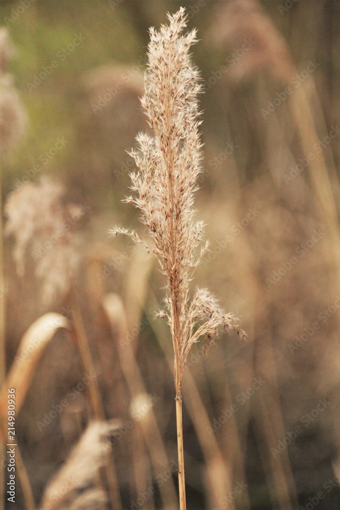 Details der Natur Details der Natur