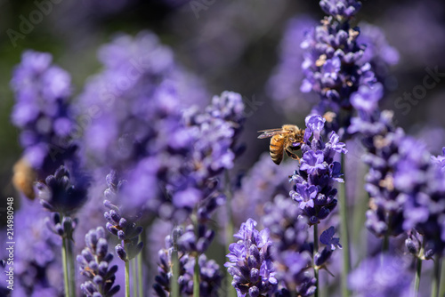 Honey bee gathering pollen in a field of lavender