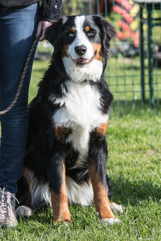 Fototapeta premium Portrait of a Bernese Mountain Dog living in Belgium