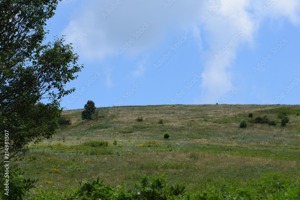 Obraz premium Hilly Meadow