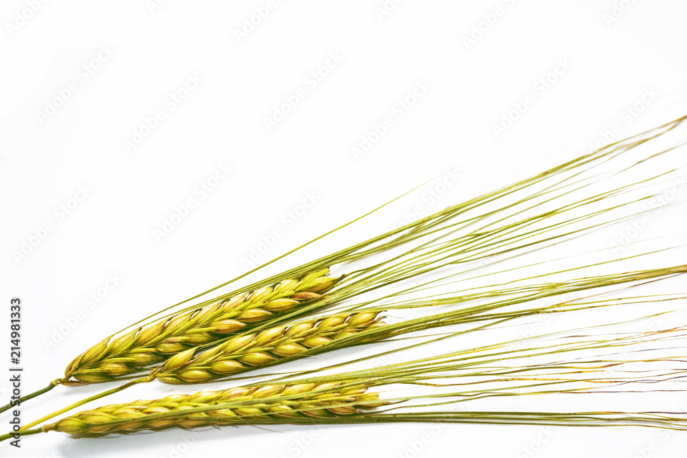 wheat ears isolated on white background. wheat ears isolated on white background.