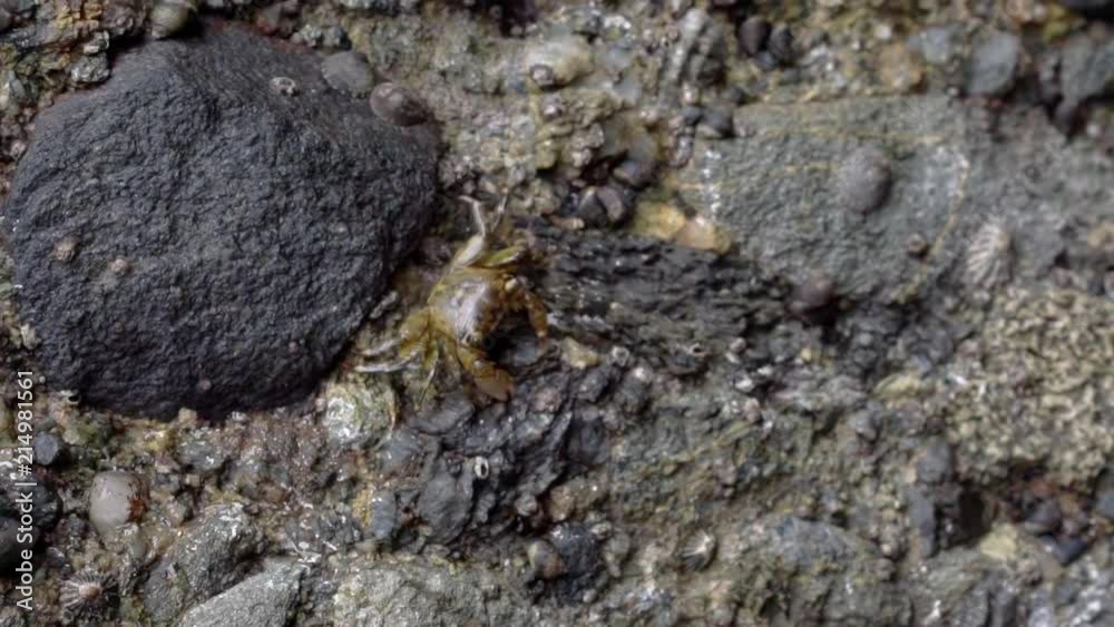 Small crab walking on wet rocks at Laguna Beach, California Small crab walking on wet rocks at Laguna Beach, California