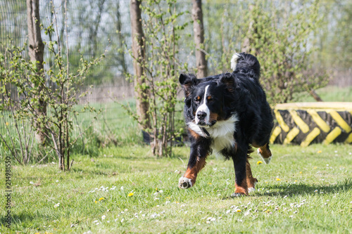 Portrait of a Bernese Mountain Dog living in Belgium