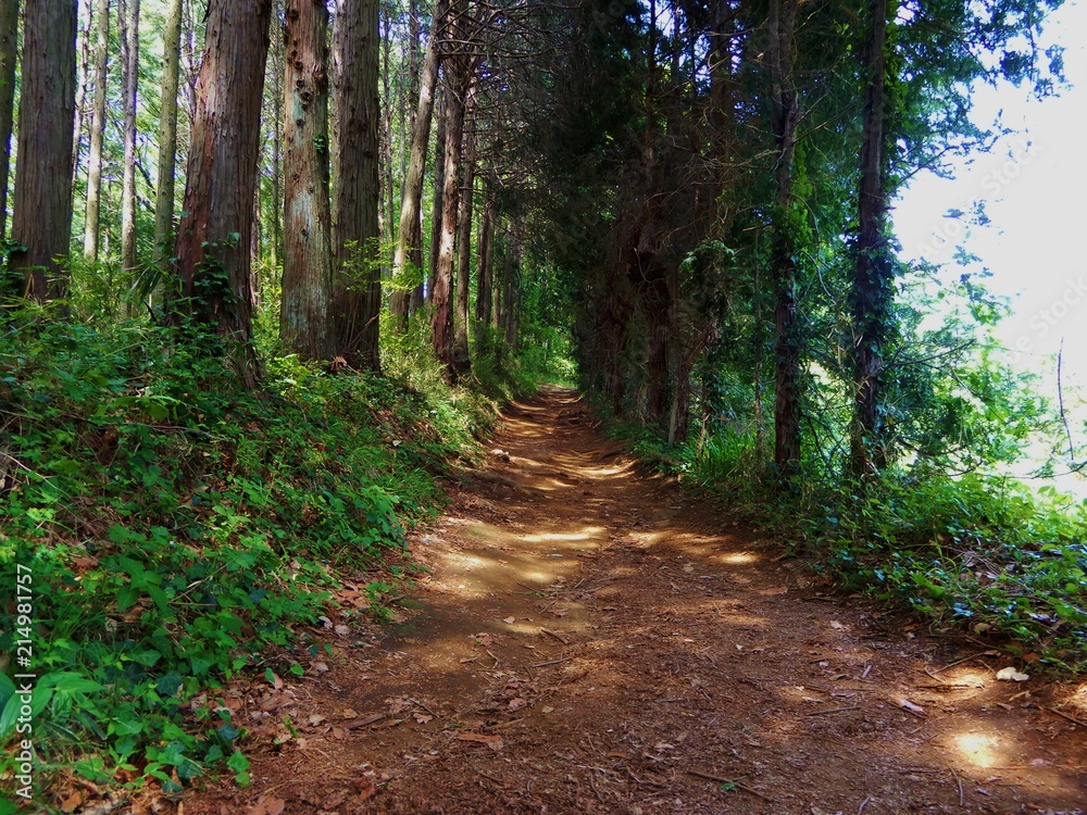 Obraz premium 山道 弘法山