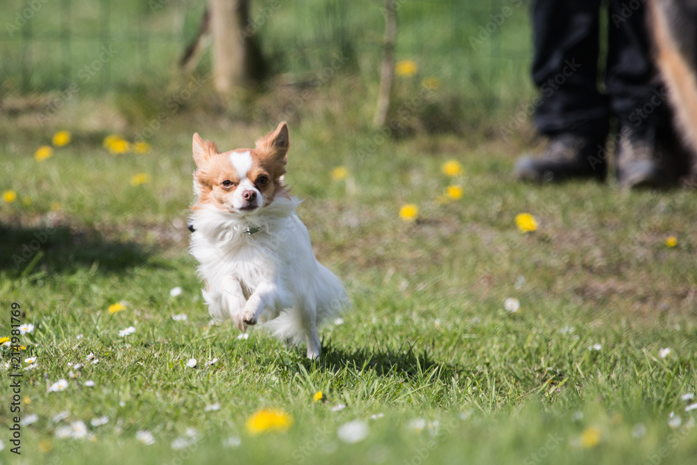 Portrait of a chihuahua living in Belgium