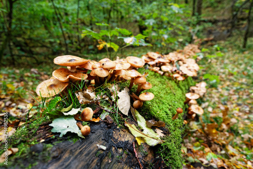 Autumn mood in the forest - A fallen tree is densely overgrown with mushrooms and moss, background blur