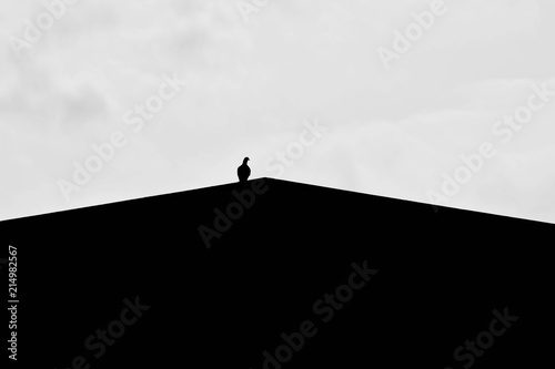 silhouette of alone pigeon on the roof