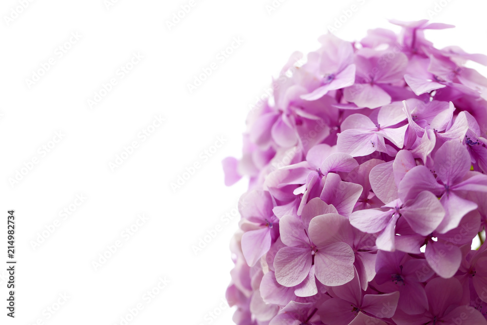 A pink hydrangea isolated on white